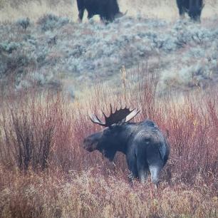 Moose is loose
