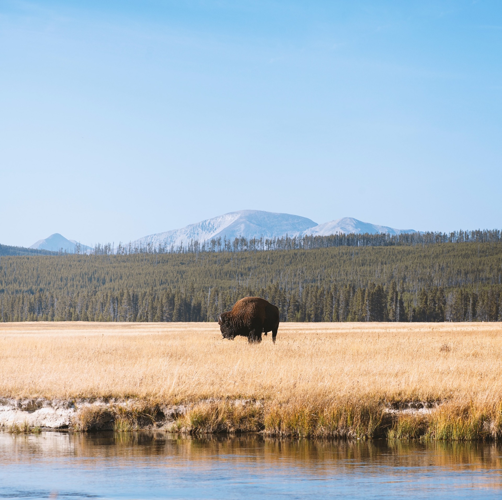 Yellowstone Bison