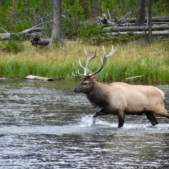 Yellowstone Wildlife Tours