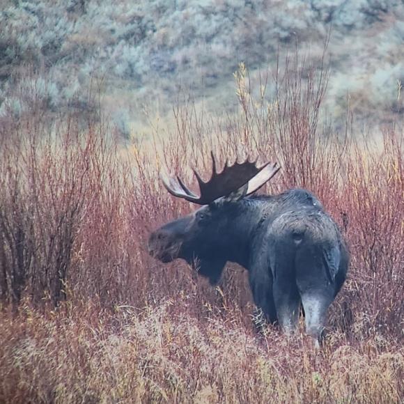 Moose in Lamar Valley