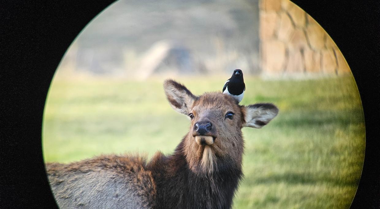 elk and magpie