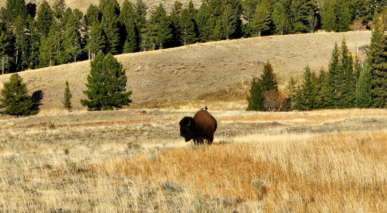 Hardest hikes hotsell in yellowstone